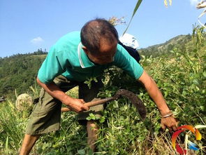 丹寨 中药材种植初显成效，群众开辟致富新路子