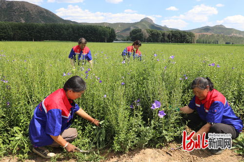 平泉 发展中药材种植产业，铺就乡村振兴“黄金路”
