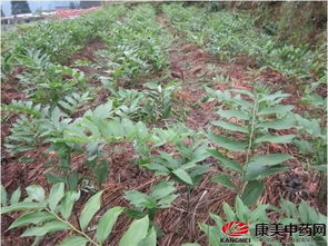 中药材种植 如何审慎选种实现效益最大化