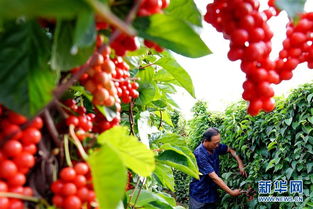 河北青龙 药材飘香富农家，特色种植促增收