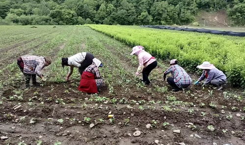 安图 发展特色中药材产业，唱响乡村振兴致富曲