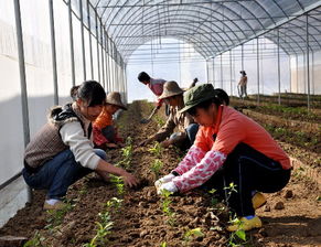 中草药种植示范基地 打造中医药产业的绿色引擎