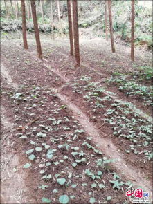 湖南安化 中药材种植产业兴，携手共筑致富路