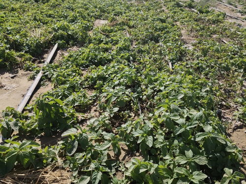 变沙为金 科技与产业赋能塔克拉玛干沙漠治沙模式升级与中药材种植