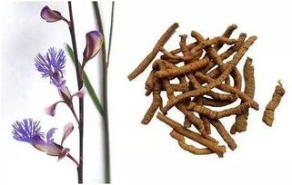 2017年中药材种植市场盘点 热门项目与前景分析