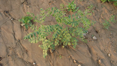 甘草种植技术及加工 从种子栽培到病虫害防治
